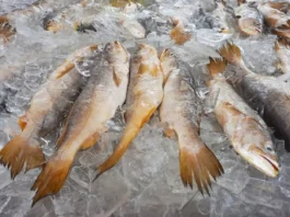 Pará garante incentivos fiscais a empreendedores, com destaque para segmentos sustentáveis