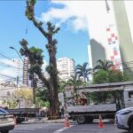 Prefeitura lança força-tarefa para combater quedas de árvores em Belém