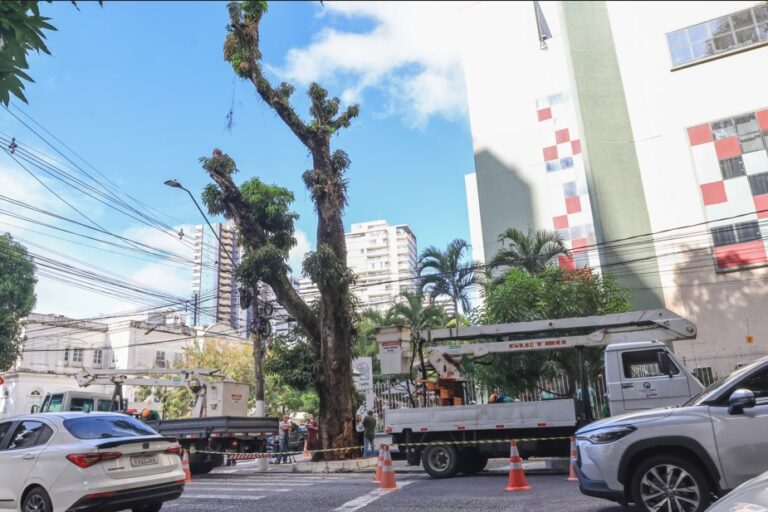 Prefeitura lança força-tarefa para combater quedas de árvores em Belém