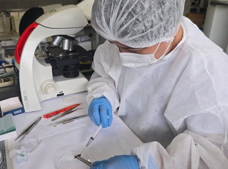 Belém dispõe de nove pontos para coleta do inseto barbeiro