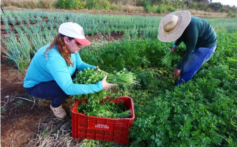 Governo Federal anuncia abertura do sistema do PAA para Compra com Doação Simultânea da Agricultura Familiar