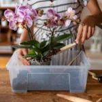 8 problemas e soluções para o cultivo de orquídeas mulher cuidando de orquideas sobre a mesa em ambiente iluminado