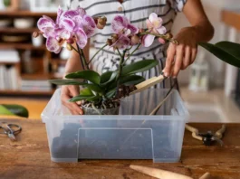 8 problemas e soluções para o cultivo de orquídeas mulher cuidando de orquideas sobre a mesa em ambiente iluminado
