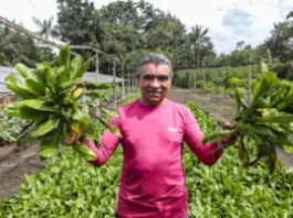 Agricultores familiares do Pará se preparam para abastecer a COP 30 com produtos locais