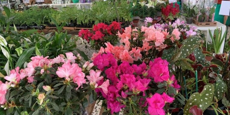 13º Festival das Flores transforma Parauapebas em um jardim de oportunidades