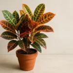 3 dicas infalíveis para garantir que seu Cróton Petra nunca mais morra 3 dicas infalíveis para garantir que seu Cróton Petra nunca mais morra