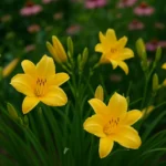 5 cuidados essenciais com narcisos em jardins ornamentais 5 cuidados essenciais com narcisos em jardins ornamentais
