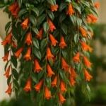 Columéia havaiana: 5 segredos para ter flores vibrantes o ano inteiro Columéia havaiana 5 segredos para ter flores vibrantes o ano inteiro