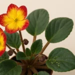 Como proteger as violetas dos pulgões, seu maior inimigo Como proteger as violetas dos pulgões, seu maior inimigo