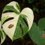Costela-de-adão variegata com manchas marrons? Esse erro pode ser fatal Costela-de-adão variegata com manchas marrons Esse erro pode ser fatal