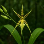 Orquídea aranha: 8 curiosidades da origem aos cuidados que ela precisa Orquídea aranha 8 curiosidades da origem aos cuidados que ela precisa