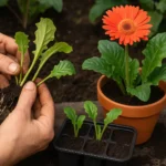 Passo a passo para fazer mudas de gerbera e aumentar sua coleção Passo a passo para fazer mudas de gerbera e aumentar sua coleção