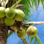 Idoso morre após consumir água de coco armazenada incorretamente