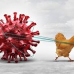 Gripe aviária pode estar rumo ao Norte