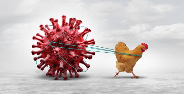 Gripe aviária pode estar rumo ao Norte