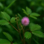 3 problemas que você pode enfrentar ao cultivar Dormideira e como corrigi-los 3 problemas que você pode enfrentar ao cultivar Dormideira e como corrigi-los