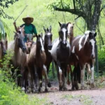 Adepará lança campanha obrigatória para cadastro de animais no Pará A partir de 15 de maio, produtores rurais devem atualizar o cadastro dos rebanhos junto à Adepará. Medida é obrigatória e evita penalidades