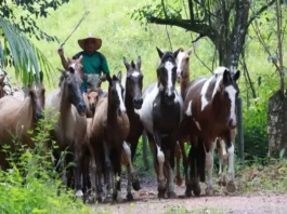 Adepará lança campanha obrigatória para cadastro de animais no Pará A partir de 15 de maio, produtores rurais devem atualizar o cadastro dos rebanhos junto à Adepará. Medida é obrigatória e evita penalidades