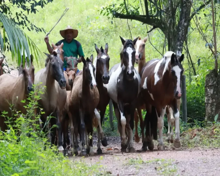 A partir de 15 de maio, produtores rurais devem atualizar o cadastro dos rebanhos junto à Adepará. Medida é obrigatória e evita penalidades