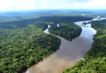 Marina silva e o redd+ no Pará: como o estado está liderando a preservação da Amazônia Marina Silva apoia o sistema de REDD+ dos estados. O Pará lidera com modelo participativo que envolve comunidades tradicionais e combate o desmatamento