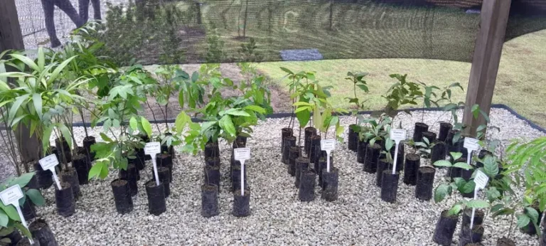 Ideflor-bio transforma benevides com educação ambiental e novo viveiro na usina da paz