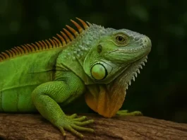4 fatos sobre a iguana-verde que provam sua inteligência 4 fatos sobre a iguana-verde que provam sua inteligência