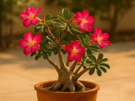 8 dicas para rosa-do-deserto: com flores vibrantes, ela sobrevive bem ao sol forte 8 dicas para rosa-do-deserto com flores vibrantes, ela sobrevive bem ao sol forte