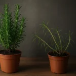 Alecrim na sombra perde aroma e desenvolve galhos fracos em apenas 7 dias Alecrim na sombra perde aroma e força em apenas 7 dias