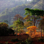 Regularização ambiental para proteção florestal Aliar conservação ambiental à produção sustentável