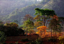 Regularização ambiental para proteção florestal Aliar conservação ambiental à produção sustentável
