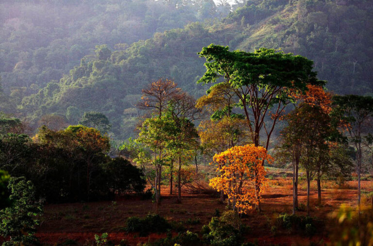 Aliar conservação ambiental à produção sustentável