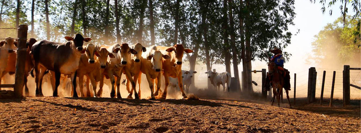 Nova política cria mecanismos que incentivam a preservação das florestas estaduais, ao mesmo tempo em que oferecem caminhos para a regularização ambiental de propriedades rurais