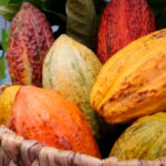 Expansão da cacauicultura em 10 municípios receberá recursos do Funcacau O cacau será o centro das atenções durante a realização de eventos em Belém, Altamira e Medicilândia