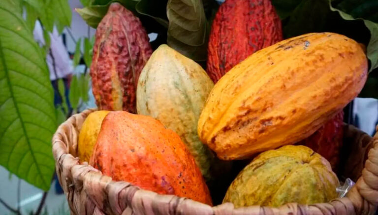 O cacau será o centro das atenções durante a realização de eventos em Belém, Altamira e Medicilândia