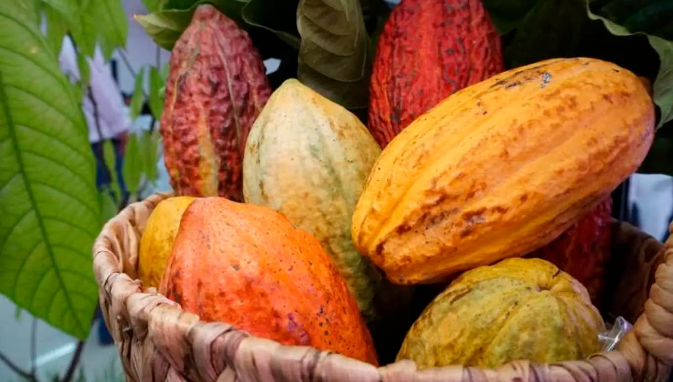 O cacau será o centro das atenções durante a realização de eventos em Belém, Altamira e Medicilândia