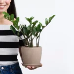 6 macetes para ter sua zamioculca brilhante e sem manchas para usar na decoração interna 6 macetes para ter sua zamioculca brilhante e sem manchas