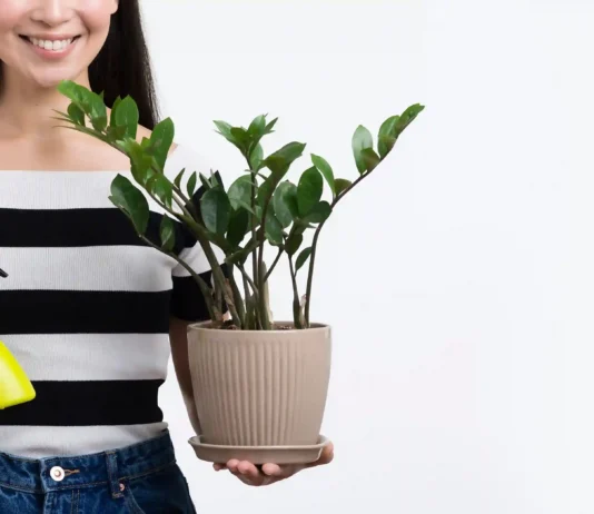 6 macetes para ter sua zamioculca brilhante e sem manchas para usar na decoração interna 6 macetes para ter sua zamioculca brilhante e sem manchas
