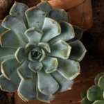 Como fazer a suculenta fantasma manter a cor mesmo em ambientes fechados Como fazer a suculenta fantasma manter a cor mesmo em ambientes fechados