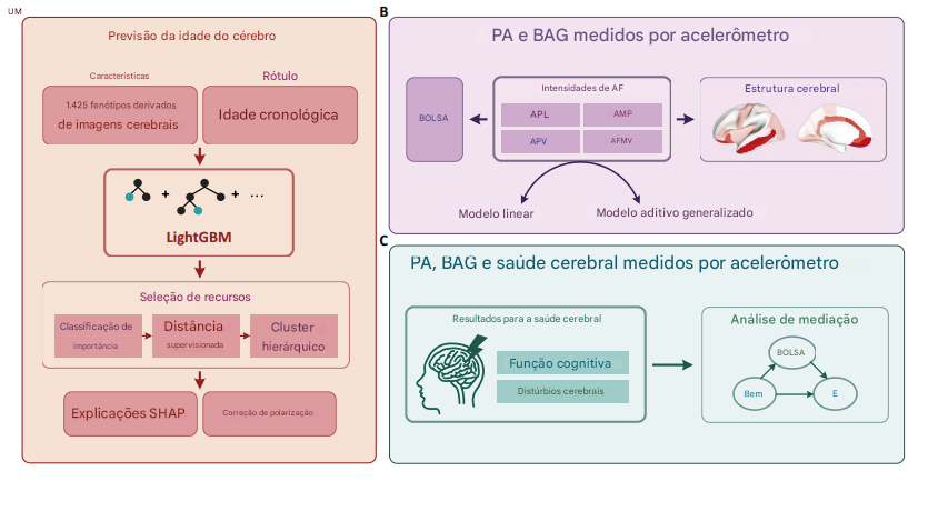 Fluxo de trabalho do estudo para investigar as associações das quantidades de PA de intensidade leve (LPA), PA de intensidade moderada (MPA) e PA de intensidade vigorosa (VPA) medidas por acelerômetros com a idade cerebral