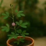 Mimosa pudica: 5 cuidados para cultivar a planta que reage ao toque Mimosa pudica 5 cuidados para cultivar a planta que reage ao toque