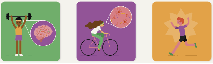 Muito exercício envelhece o cérebro mais rápido