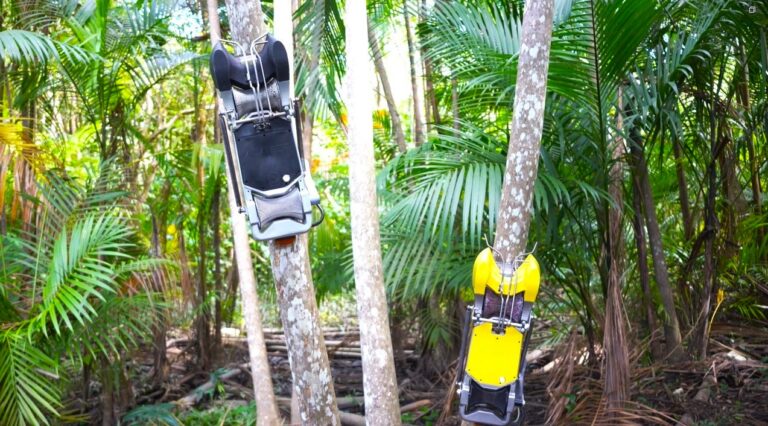 Açaibot: o robô que promete revolucionar a colheita do açaí chega ao Festival do Açaí em Belém