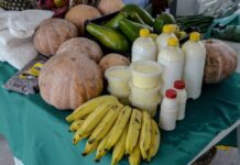 Dicas práticas para enfrentar o calor com Saúde e Bem-Estar Guia Prático para Enfrentar o Calor Forte no Estado do Pará com Saúde