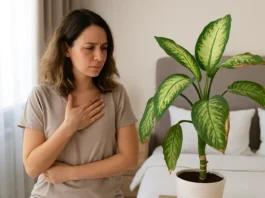 Comigo-ninguém-pode no quarto pode atrapalhar seu descanso Comigo-ninguém-pode no quarto pode atrapalhar seu descanso