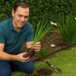 Como fazer muda de moreia e plantar direto no jardim com rega inteligente Como fazer muda de moreia e plantar direto no jardim com rega inteligente