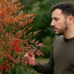 Nandina, a planta ornamental japonesa considerada amuleto e muda de cor com o clima Nandina, a planta ornamental japonesa considerada amuleto e muda de cor com o clima