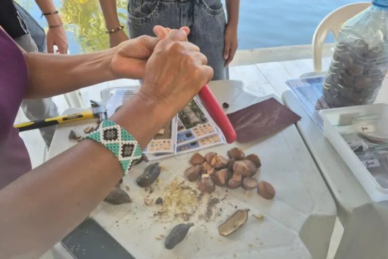 Capacitação em manejo de sementes florestais fortalece políticas de restauração no Pará