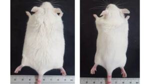 Controle de efeito do Pep19 em modelo animal fotos: Proteimax/divulgação