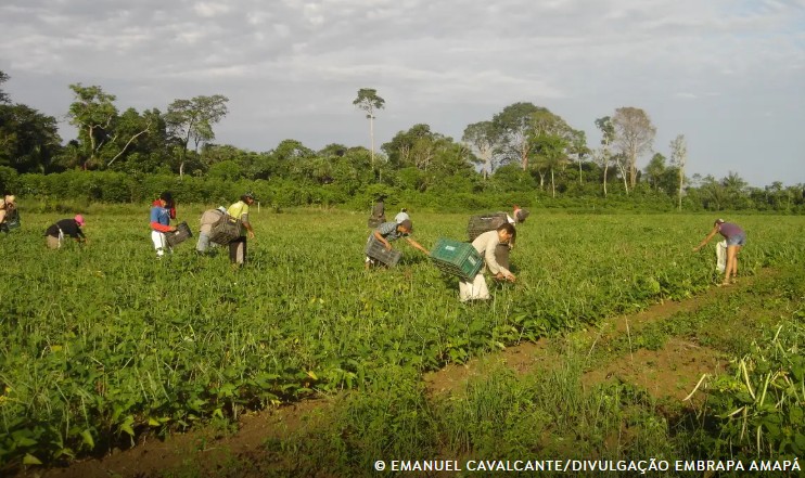Plano Safra: BNDES atinge R$ 10 bilhões de recursos aprovados