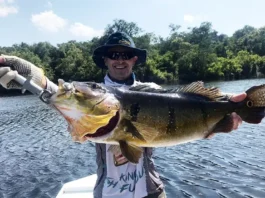 Pará se firma como destino de pesca esportiva e turismo sustentável Foto: ASCOM _ IDEFLOR